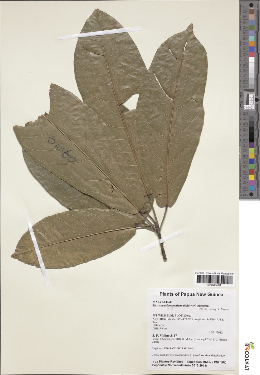 Sterculia tantraensis — photo