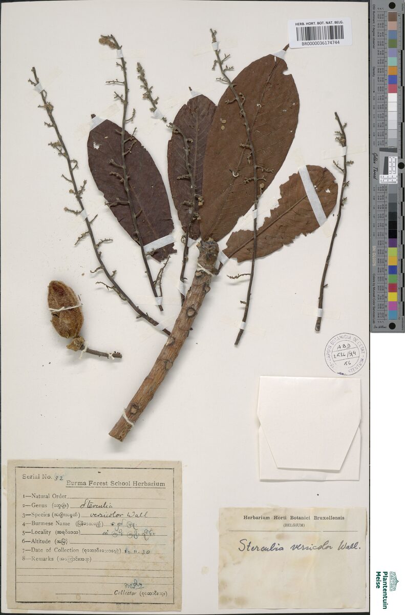 Sterculia versicolor — photo