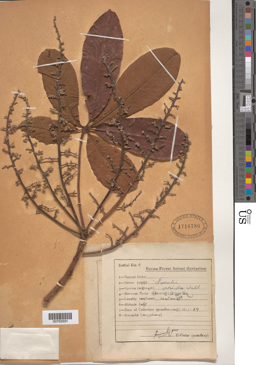 Sterculia versicolor — photo