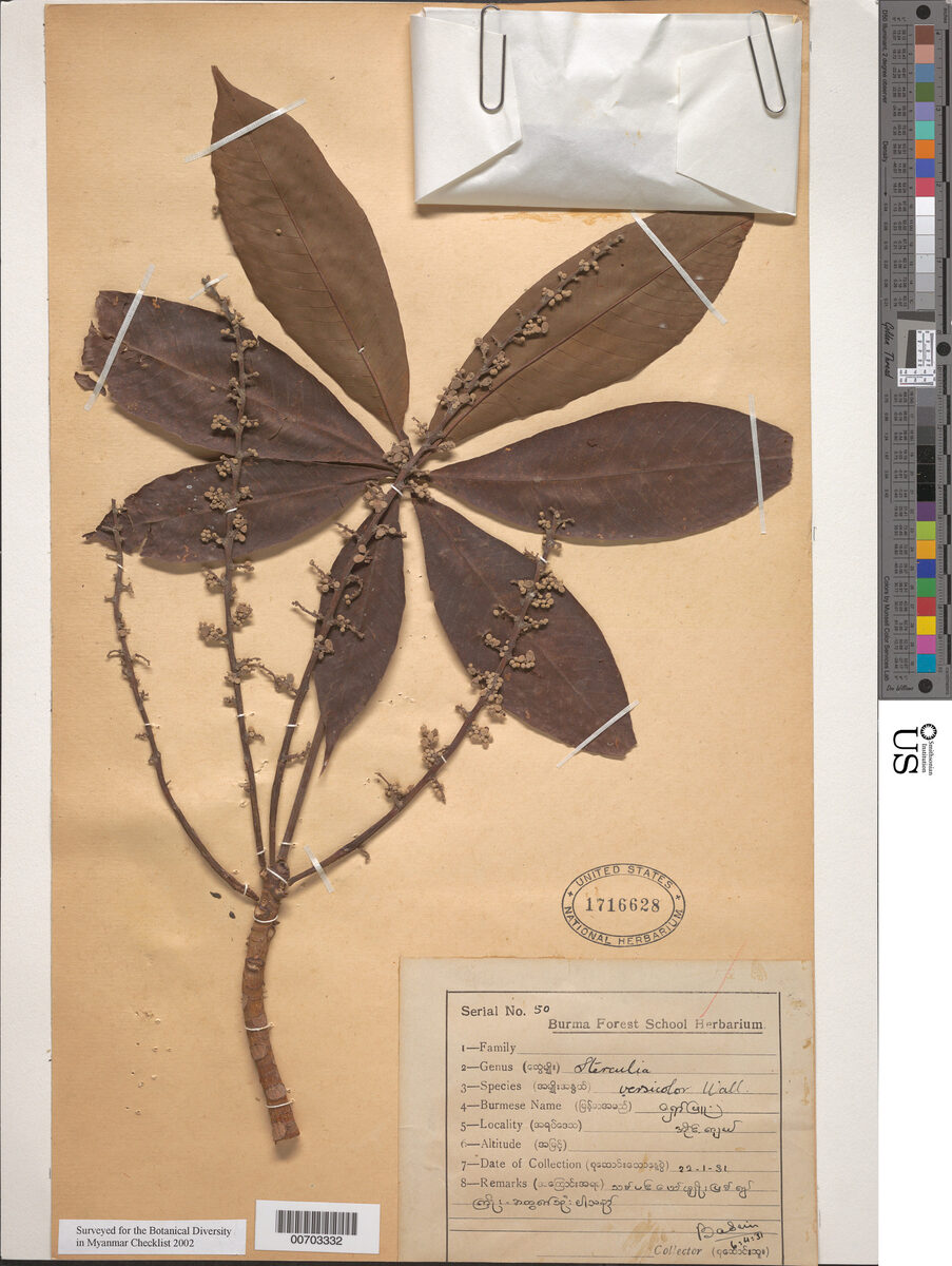 Sterculia versicolor