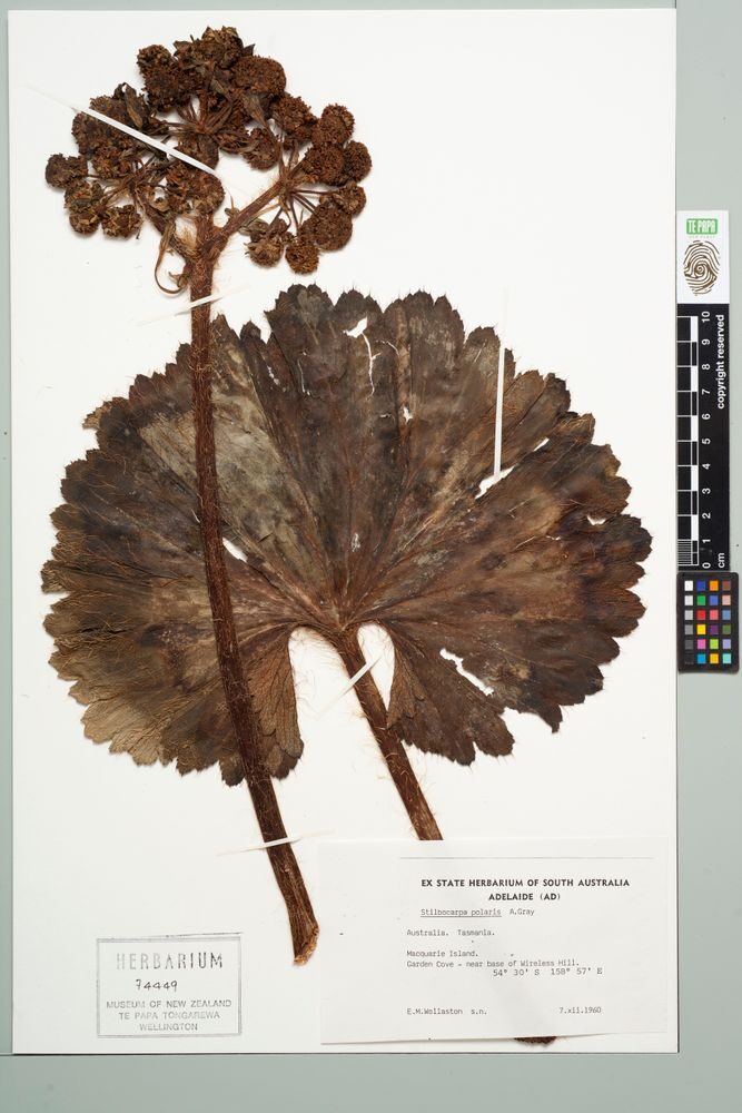 Stilbocarpa polaris - (Homb.&Jacq.)Gray. — photo
