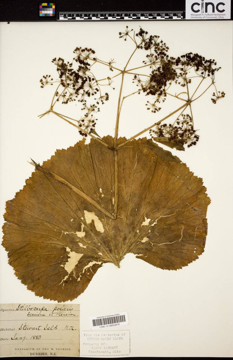 Stilbocarpa polaris - (Homb.&Jacq.)Gray. — photo