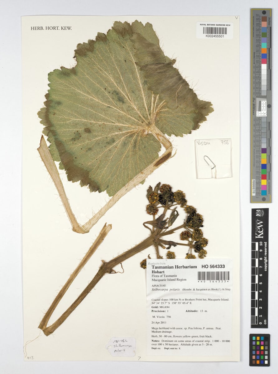 Stilbocarpa polaris - (Homb.&Jacq.)Gray.