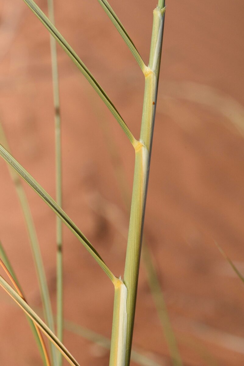 Stipagrostis pungens — photo