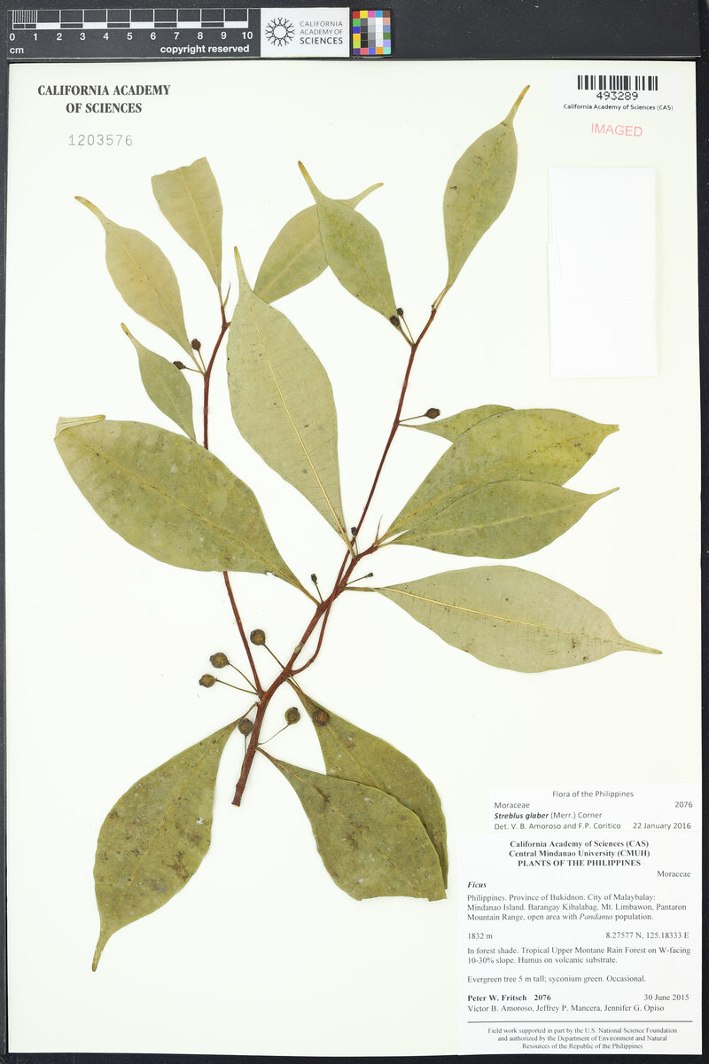 Streblus glaber — photo