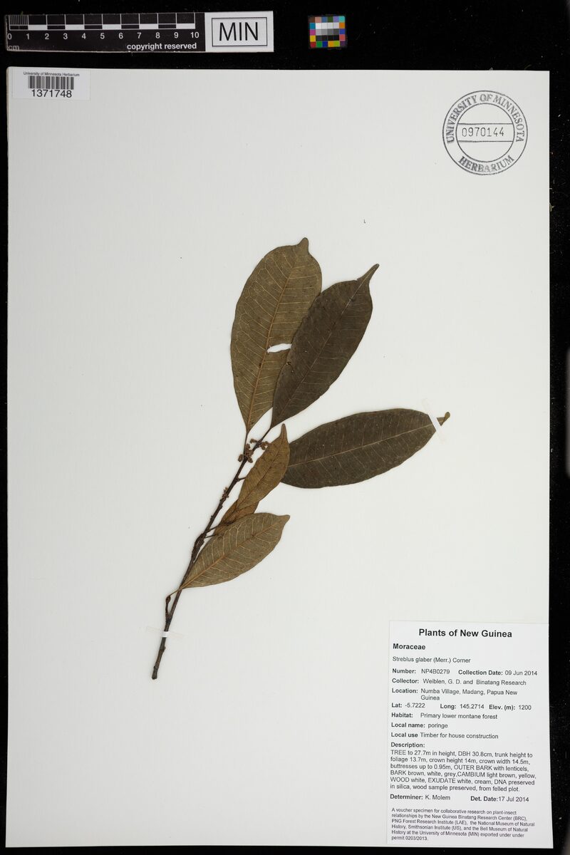 Streblus glaber — photo