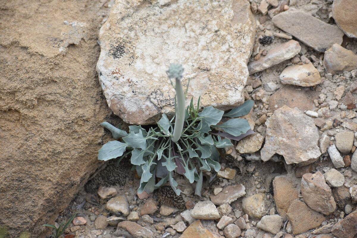 Streptanthus crassicaulis (Thickstem Wild Cabbage) — photo