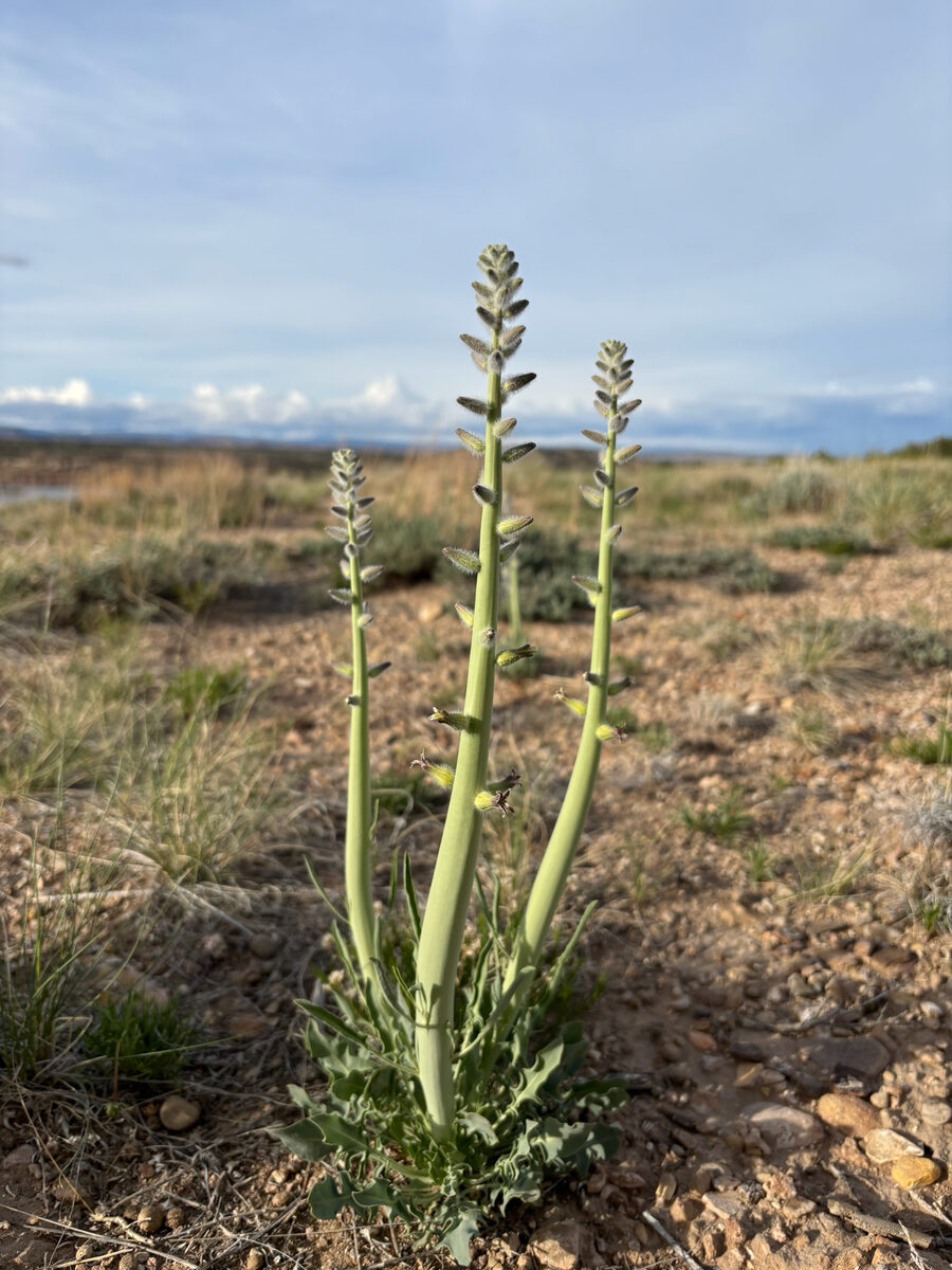 Streptanthus crassicaulis (Thickstem Wild Cabbage) — photo