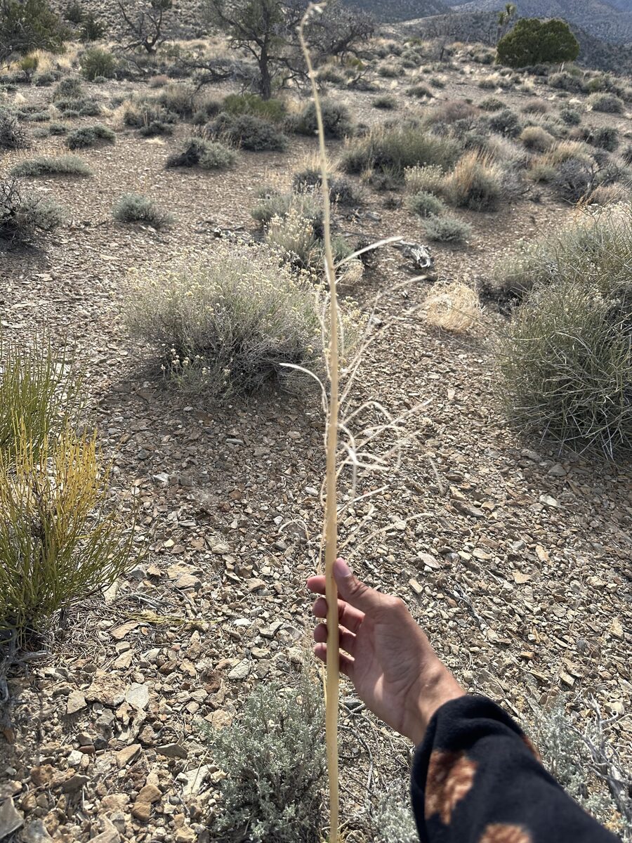 Streptanthus crassicaulis
