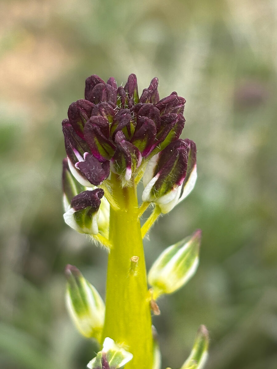 Streptanthus inflatus - (S.Watson) Greene (Desert Candle) — photo