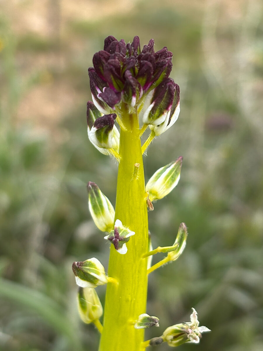 Streptanthus inflatus - (S.Watson) Greene (Desert Candle) — photo