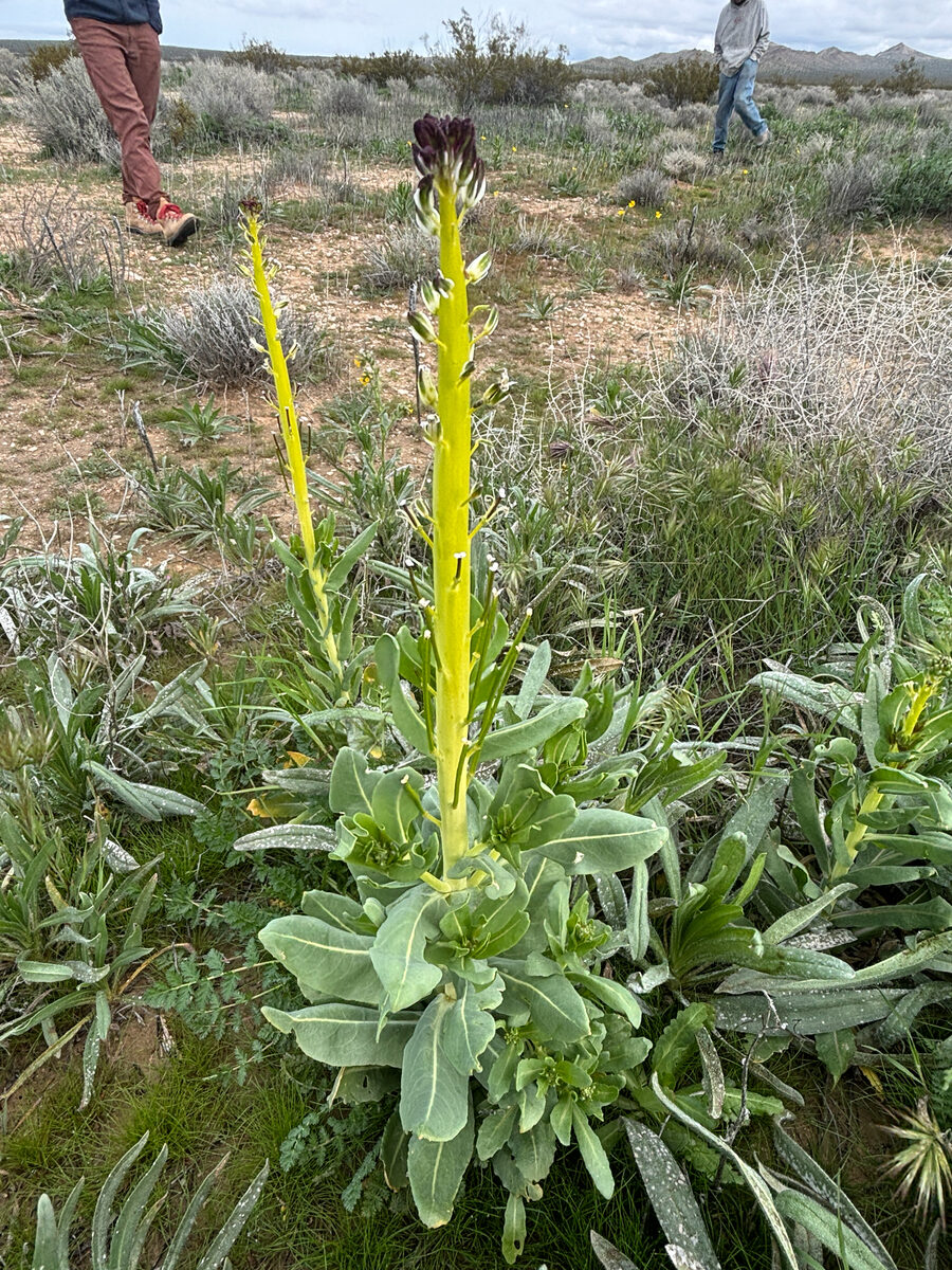 Streptanthus inflatus - (S.Watson) Greene
