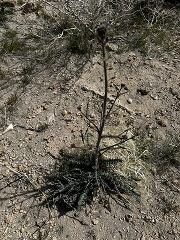Streptanthus pilosus - (S.Watson) Jeps. (Hairy Wild Cabbage) — photo