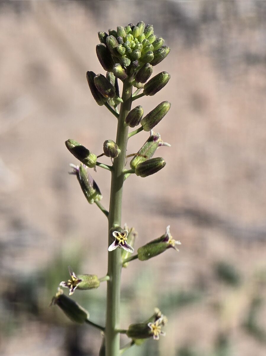 Streptanthus pilosus - (S.Watson) Jeps.