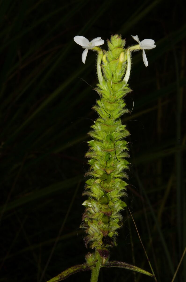 Striga macrantha — photo