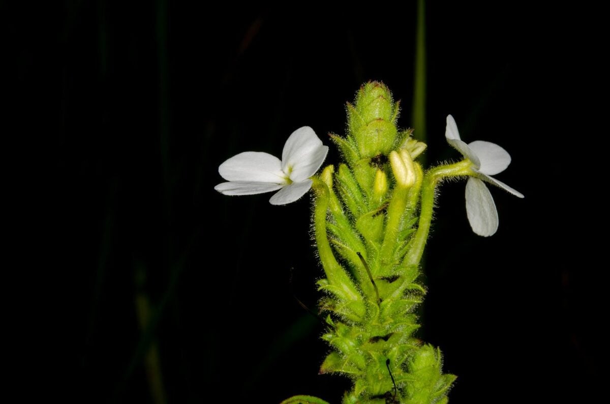 Striga macrantha — photo