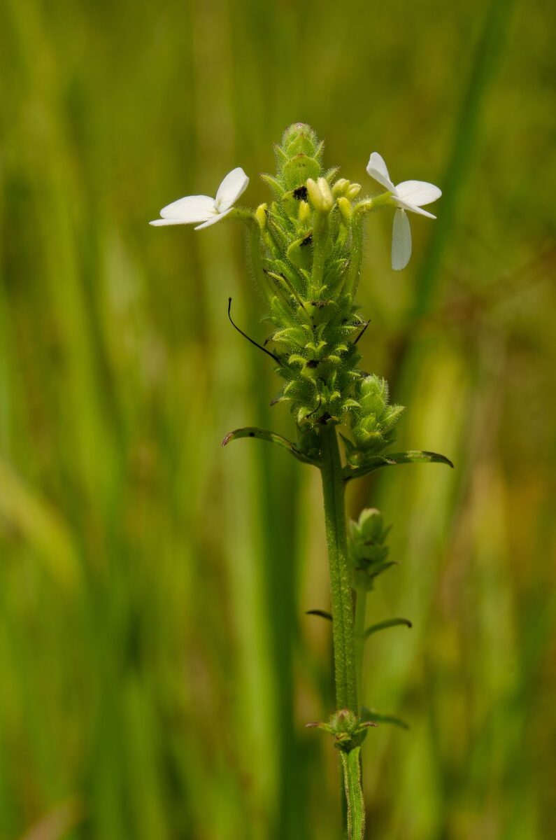 Striga macrantha