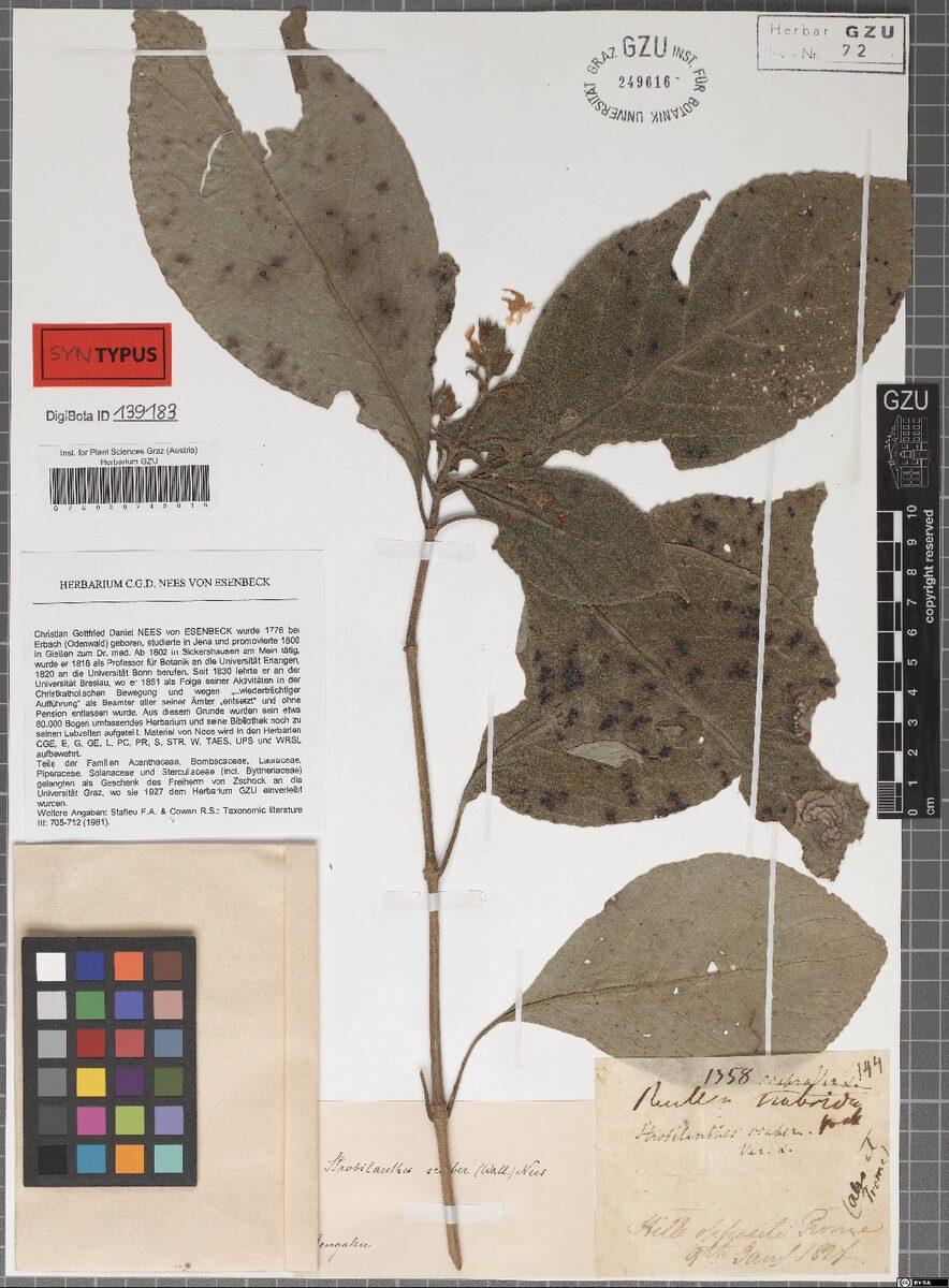 Strobilanthes scaber
