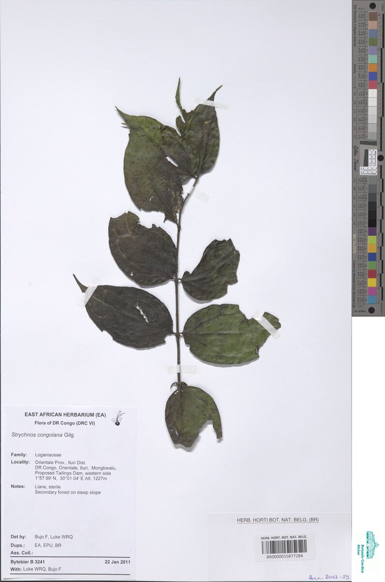 Strychnos congolana — photo