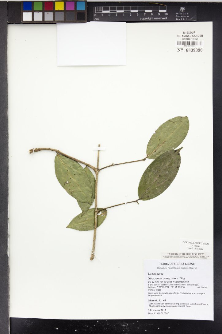 Strychnos congolana