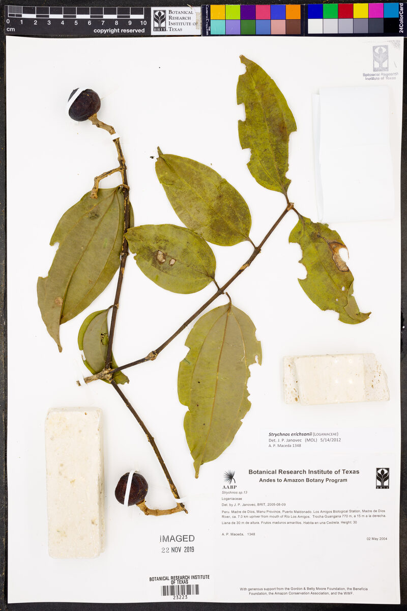 Strychnos erichsonii