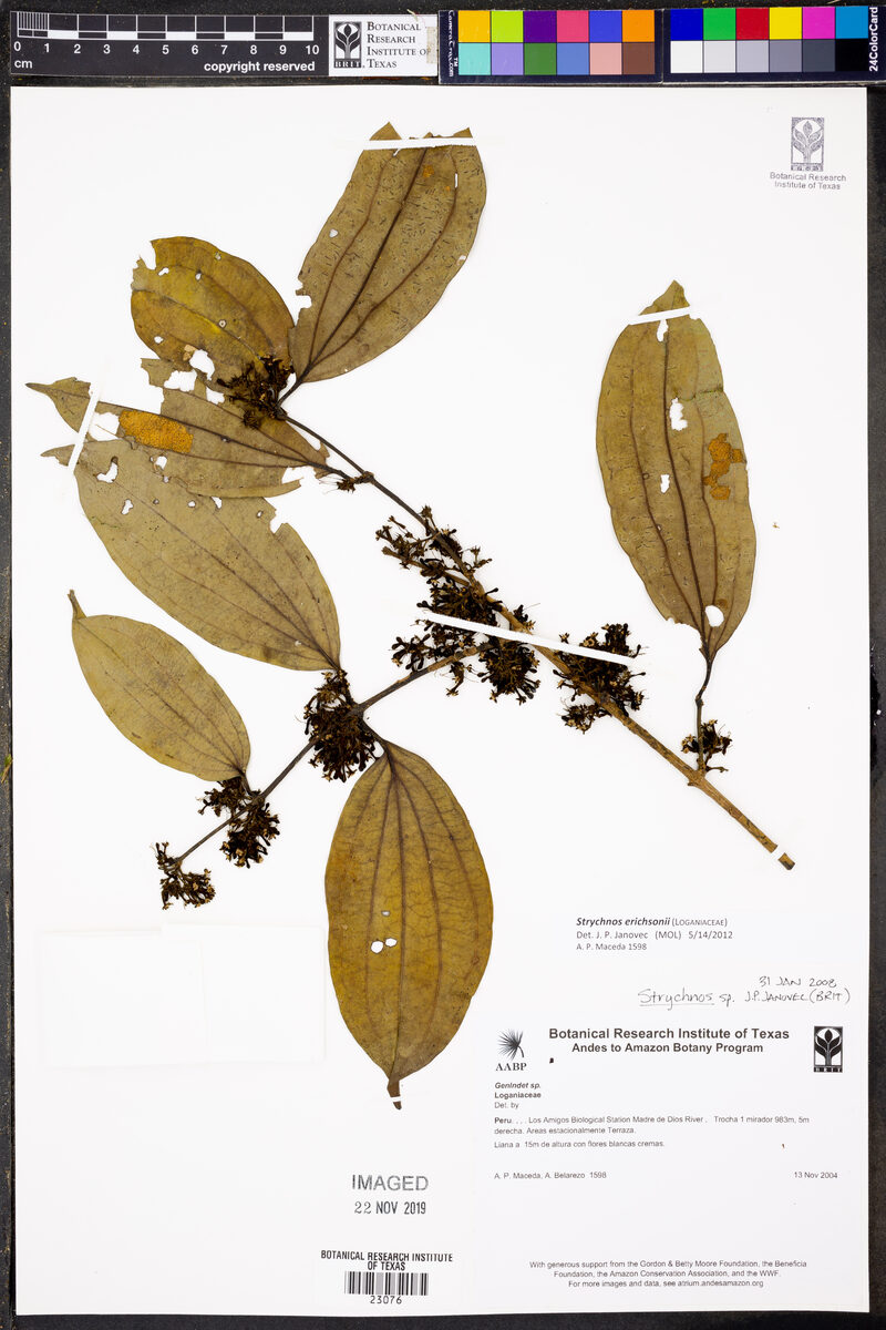 Strychnos erichsonii (Big devildoer) — photo