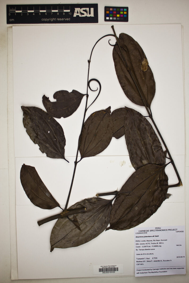 Strychnos jobertiana — photo