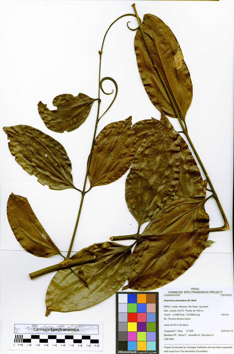Strychnos jobertiana