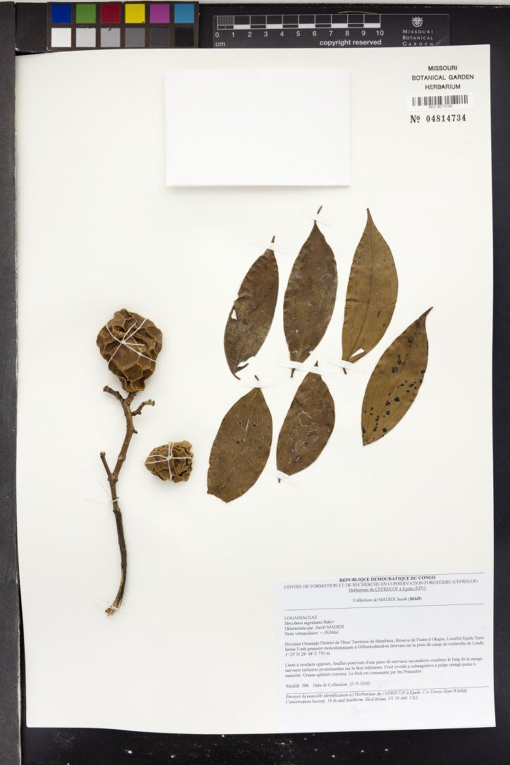 Strychnos nigritana