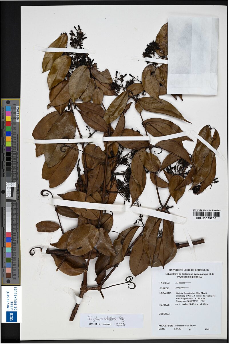 Strychnos scheffleri — photo