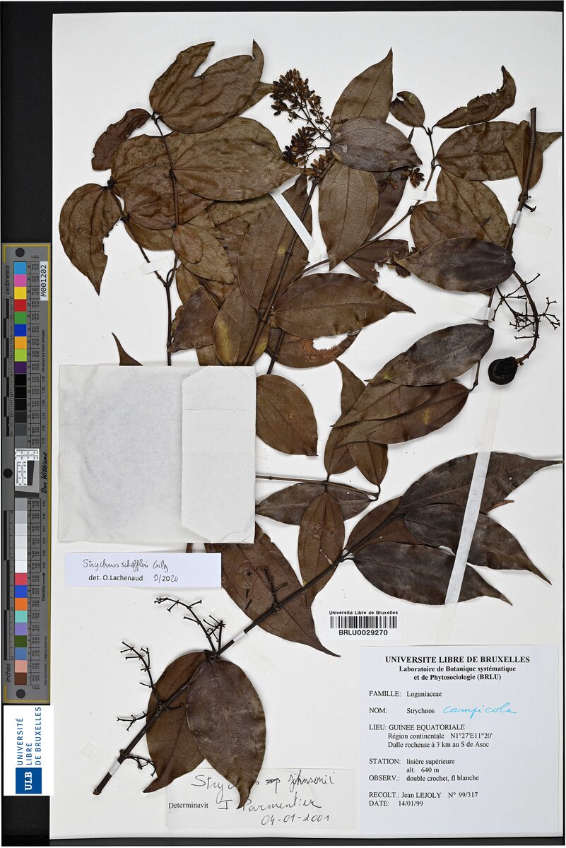 Strychnos scheffleri — photo