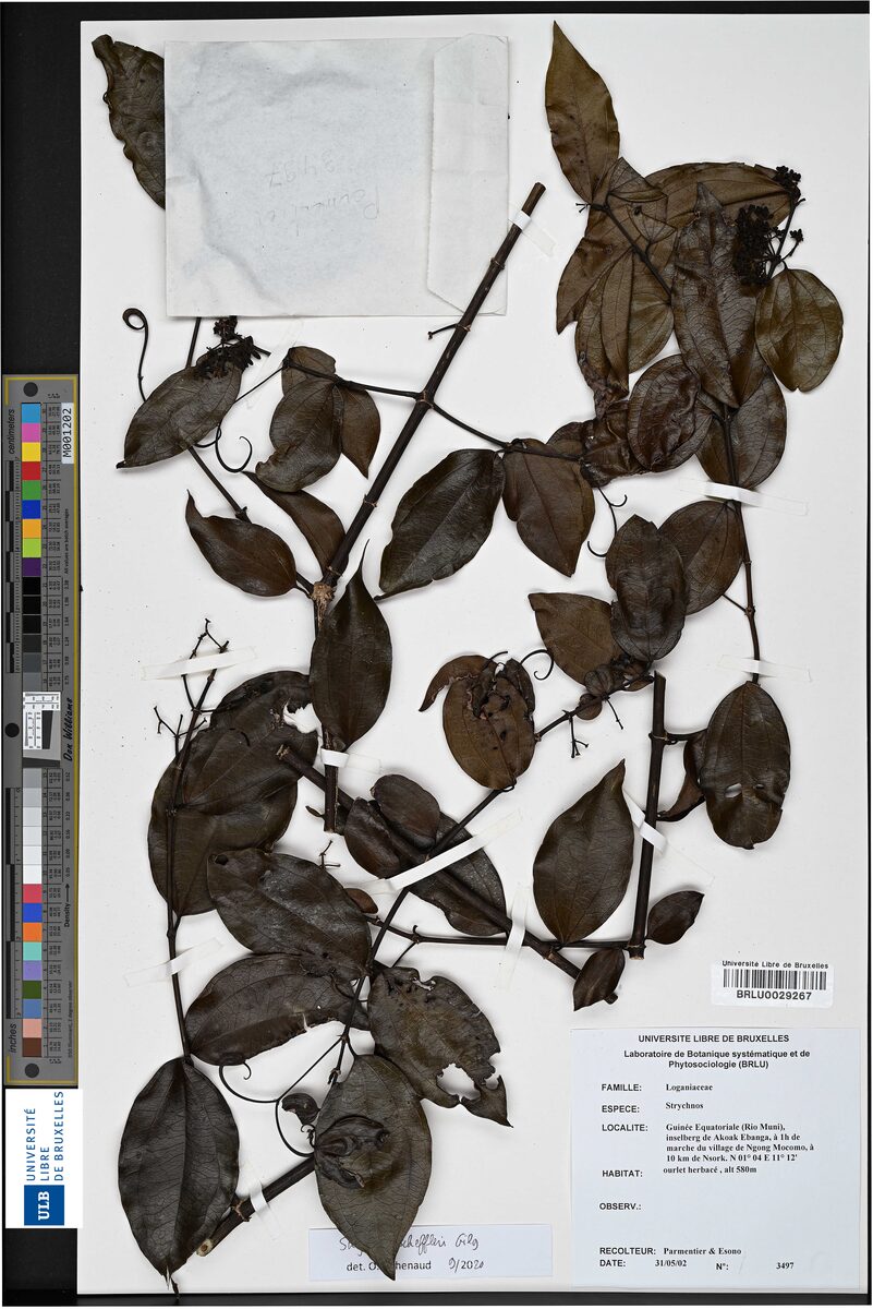 Strychnos scheffleri