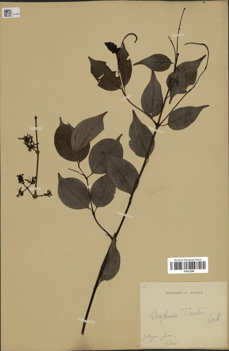 Strychnos tieute — photo