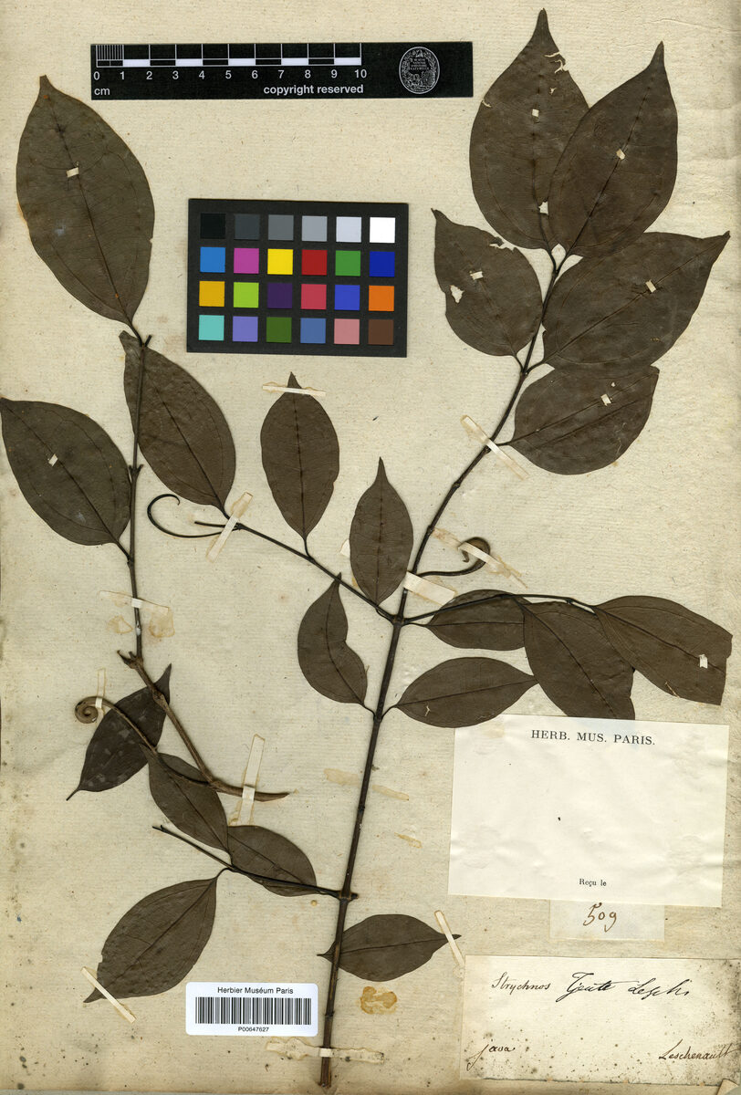 Strychnos tieute