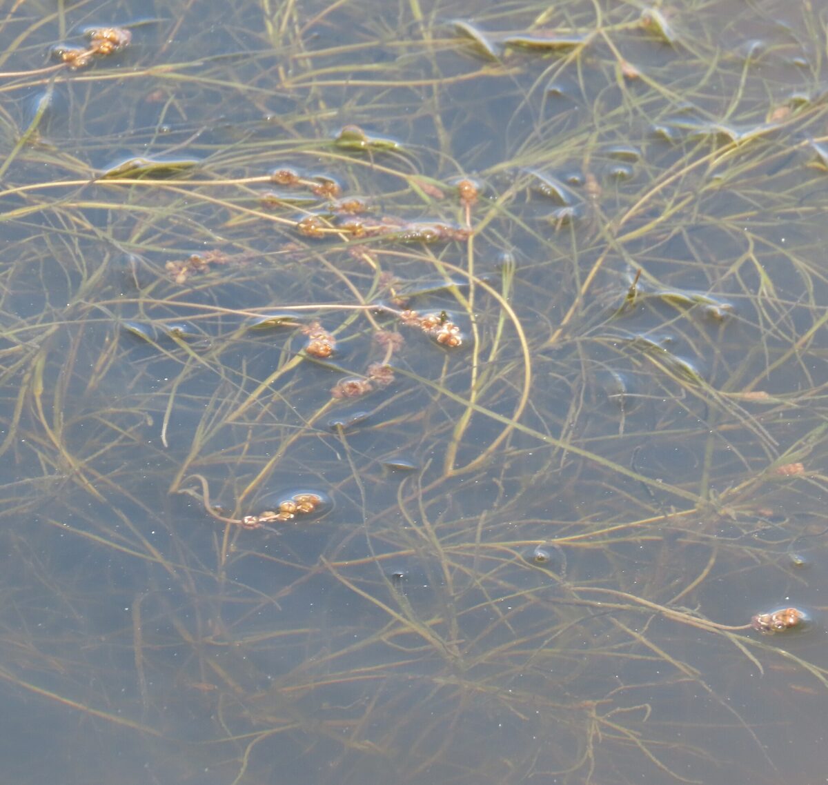 Stuckenia pectinata - (L.) Börner (Sago Pondweed) — photo