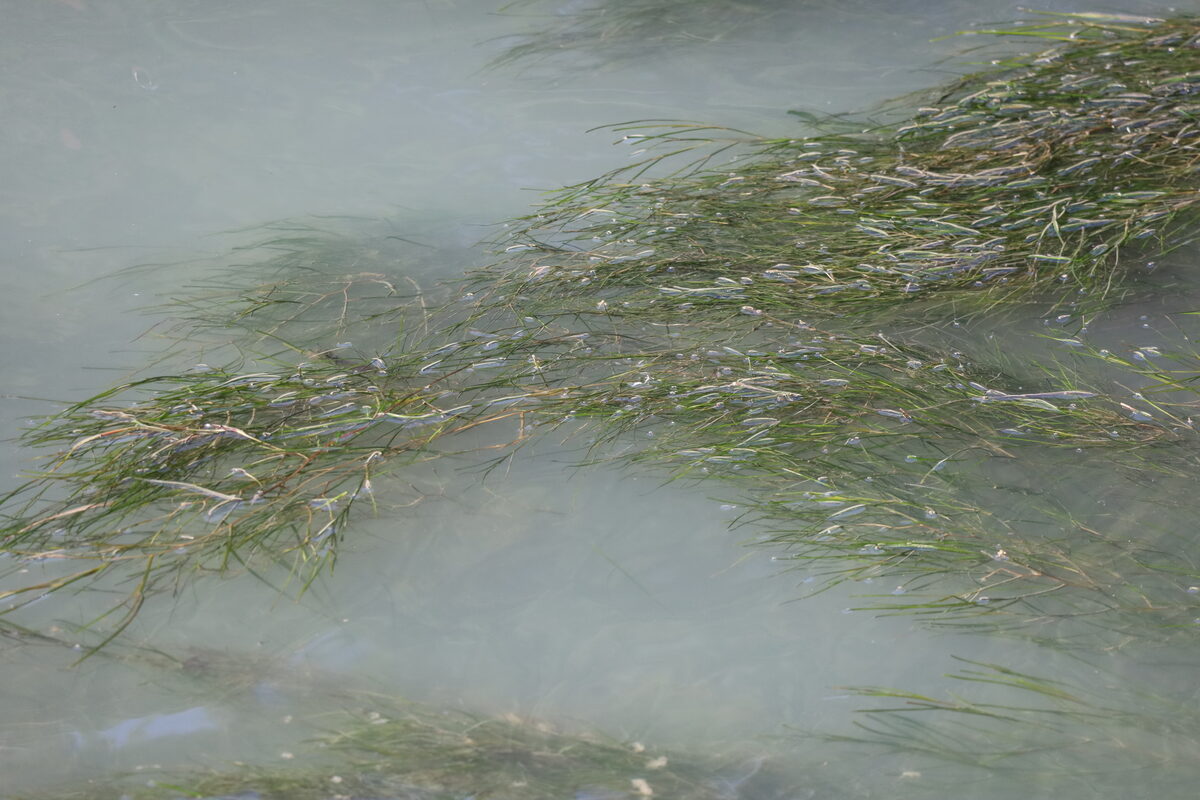 Stuckenia pectinata - (L.) Börner (Sago Pondweed) — photo