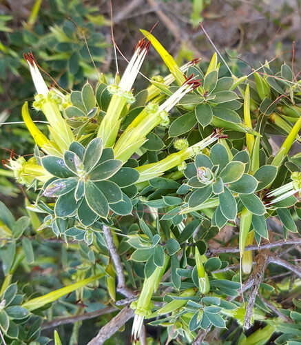 Styphelia viridis