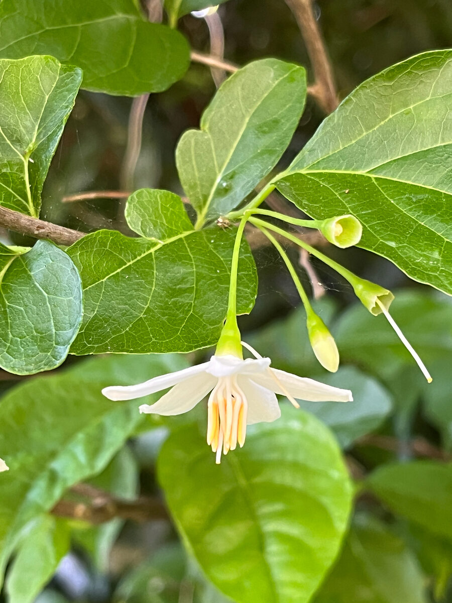 Styrax japonica (Japanese Storax) — photo