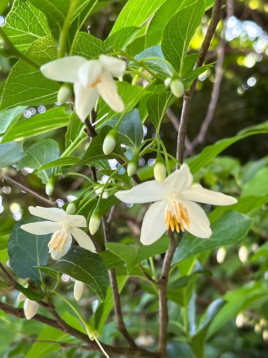 Styrax japonica (Japanese Storax) — photo