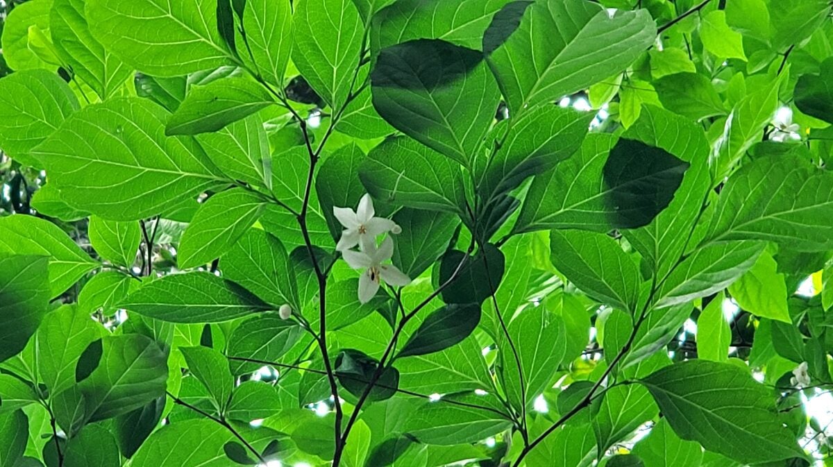 Styrax japonica