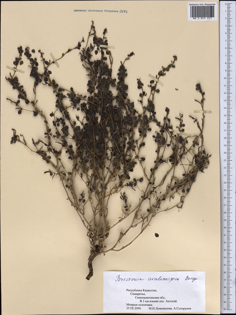Suaeda aralocaspica — photo