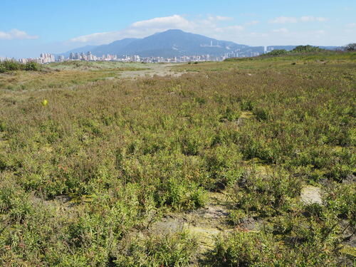 Suaeda maritima (Annual Sea Blite) — photo