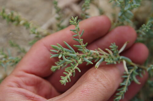 Suaeda nigra (Desert seepweed) — photo