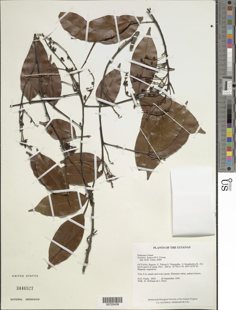 Swartzia katawa (Katawa swartz pea) — photo