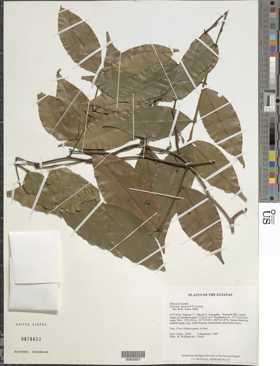 Swartzia katawa (Katawa swartz pea) — photo