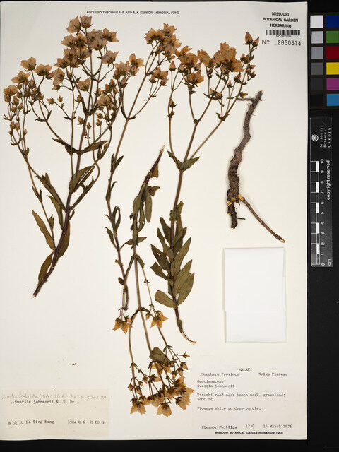 Swertia fimbriata — photo