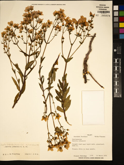 Swertia fimbriata — photo
