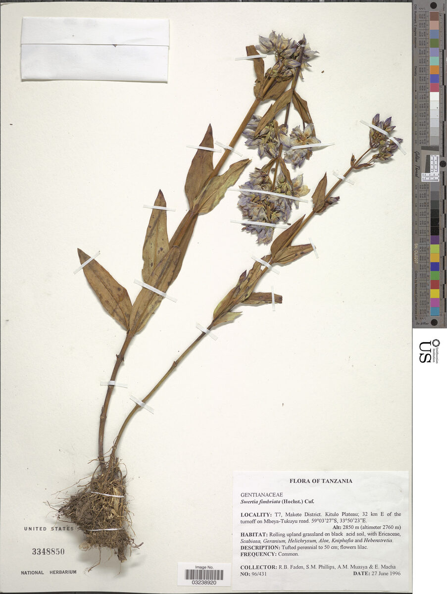 Swertia fimbriata