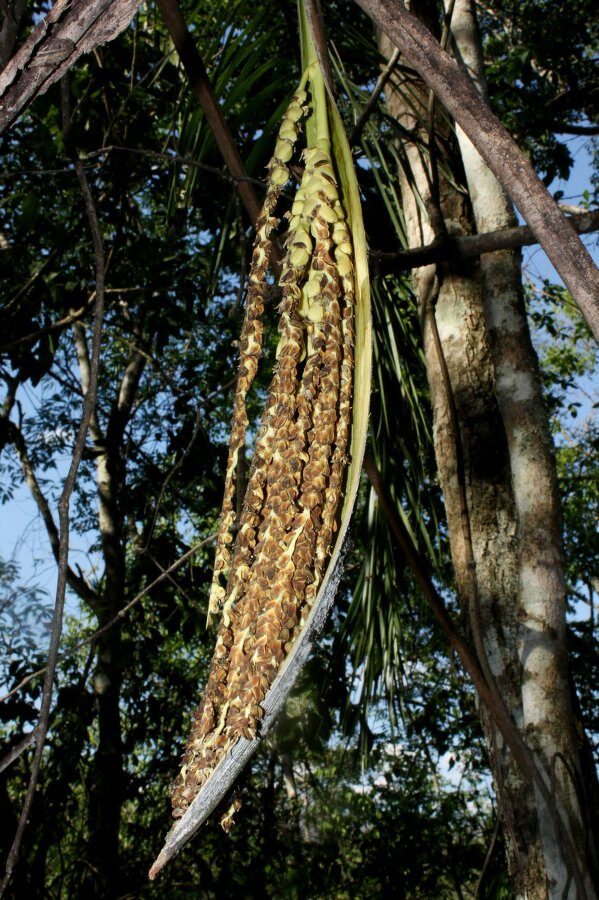 Syagrus cardenasii (Corocito) — photo