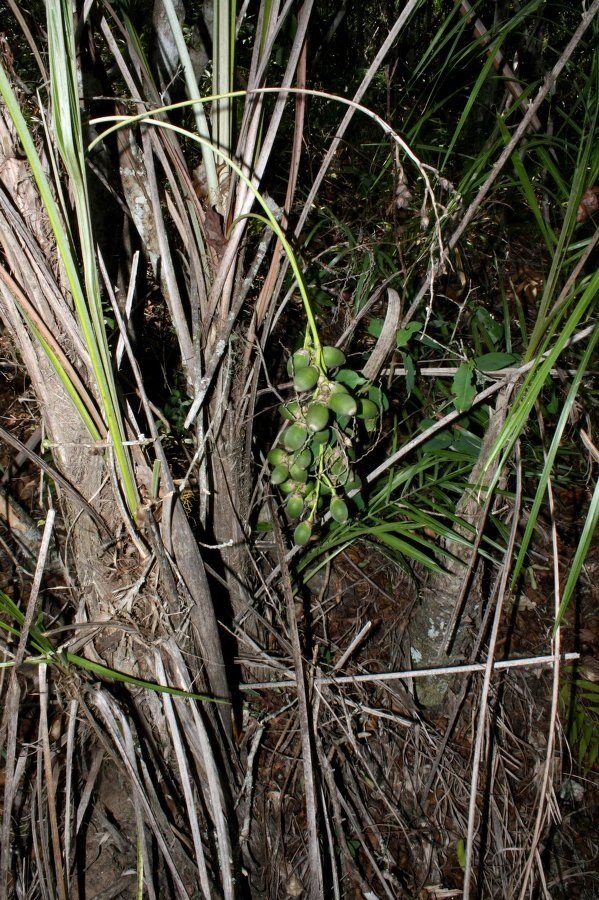 Syagrus cardenasii